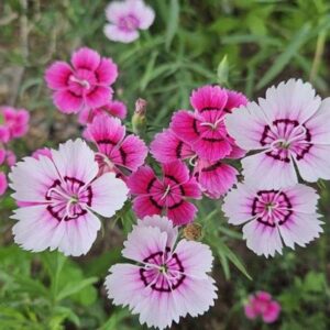 میخک باغی الوان