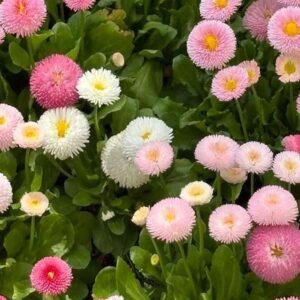 بذر گل مینا چمنی