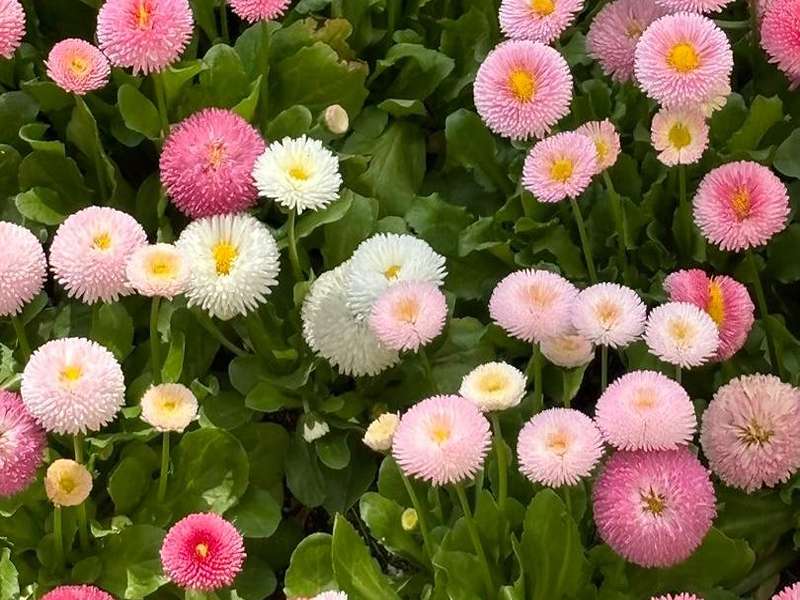 بذر گل مینا چمنی بذر گل مینا چمنی