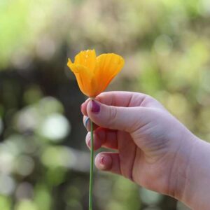 بذر گل شقایق کالیفرنیا