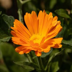 بذر گل همیشه‌بهار