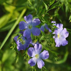 گل کتان با رنگ‌های قرمز و آبی درخشان