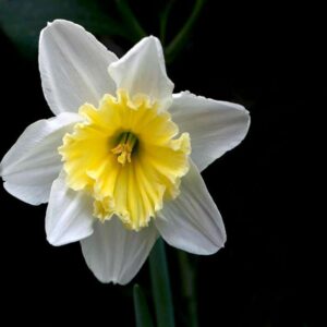 نرگس آیس فولیس با گل‌های سفید و مرکز زرد