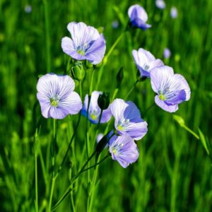 گل کتان با رنگ‌ آبی درخشان