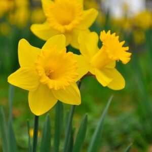 پیاز نرگس ژونکی