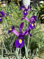 پیاز زنبق هلندی