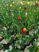 پیاز لاله الوان