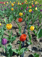 پیاز لاله الوان