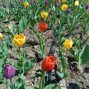 پیاز لاله الوان