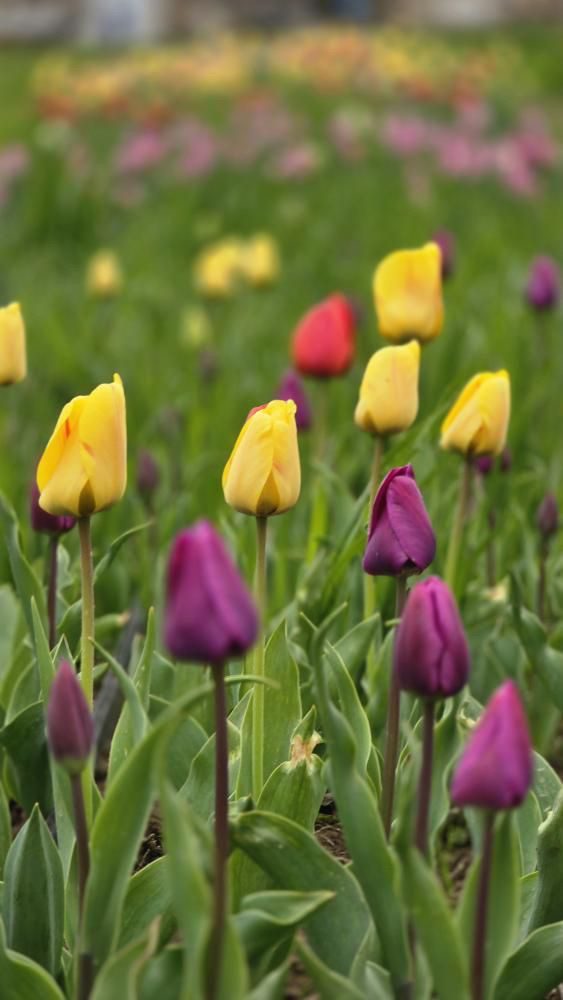 لاله زرد و بنفش