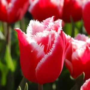 پیاز لاله لب دندانه دار