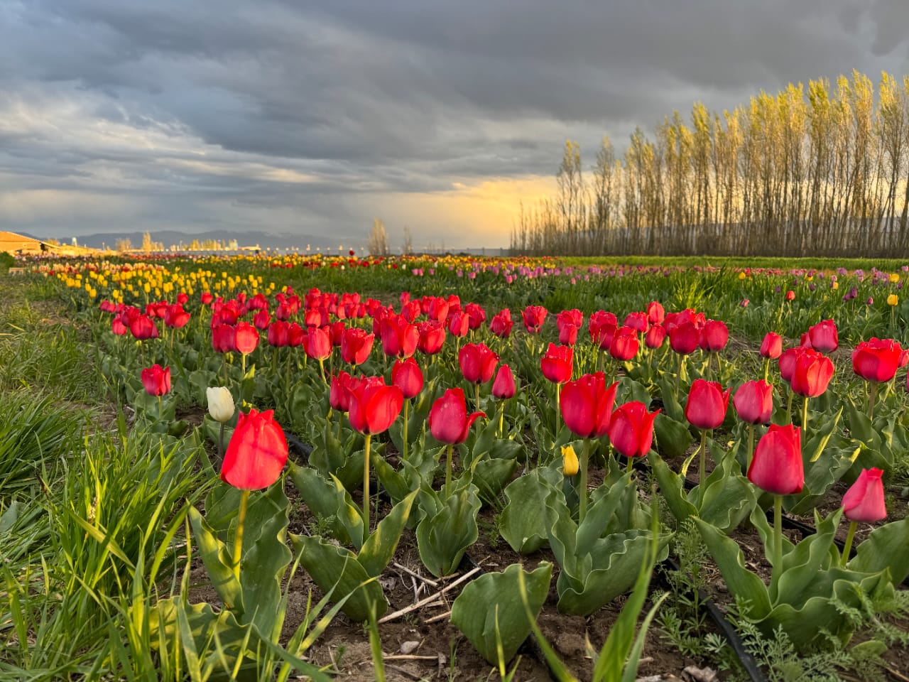 لاله6 لاله قرمز